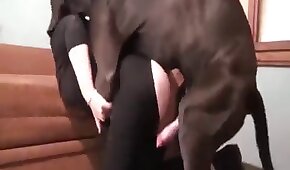 agazetabahia - sexo de cachorro,sexo foda animal